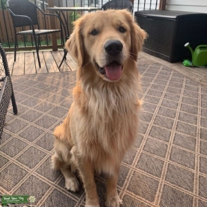 Golden Retriever Light Coat Stud Listing Image