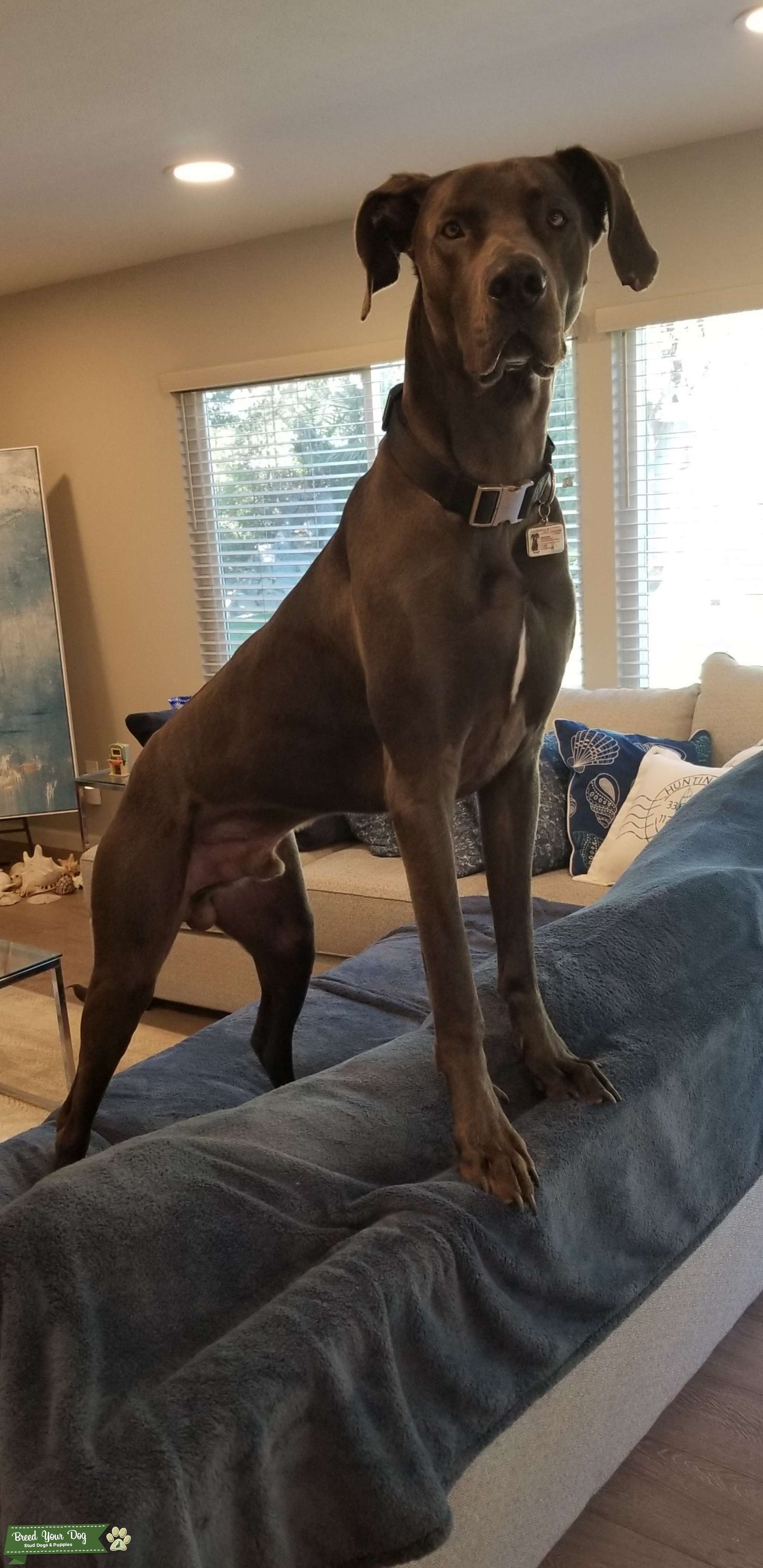 American Blue Great Dane Stud Stud Dog in Orange County, CA, United