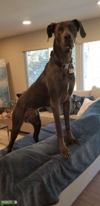 American Blue Great Dane Stud Listing Image