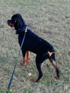 Up and coming Stud Rott Listing Image