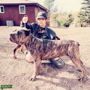 Looking for future cane corso stud  Listing Image