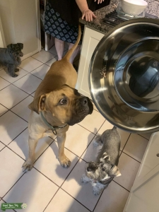 Gorgeous Mastiff  Listing Image