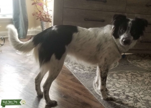 Cattle dog, heeler, husky mix Listing Image