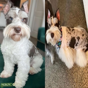 Merle Miniature Schnauzer      Listing Image