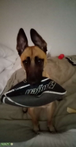 2-year-old female Belgian malinois Listing Image