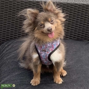 Hot Pomeranian looking for one weekend  stand Listing Image