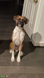 Flashy Fawn  Listing Image