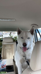 White male AKC registered Listing Image