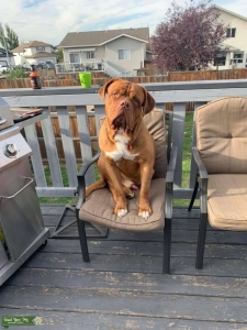 Pure bred french mastiff Listing Image