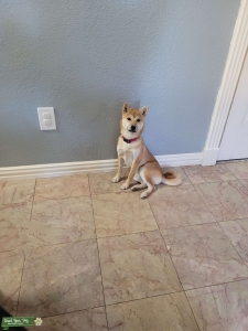 Shiba Inu Listing Image