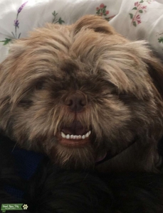 Shih tzu stud wanted Listing Image