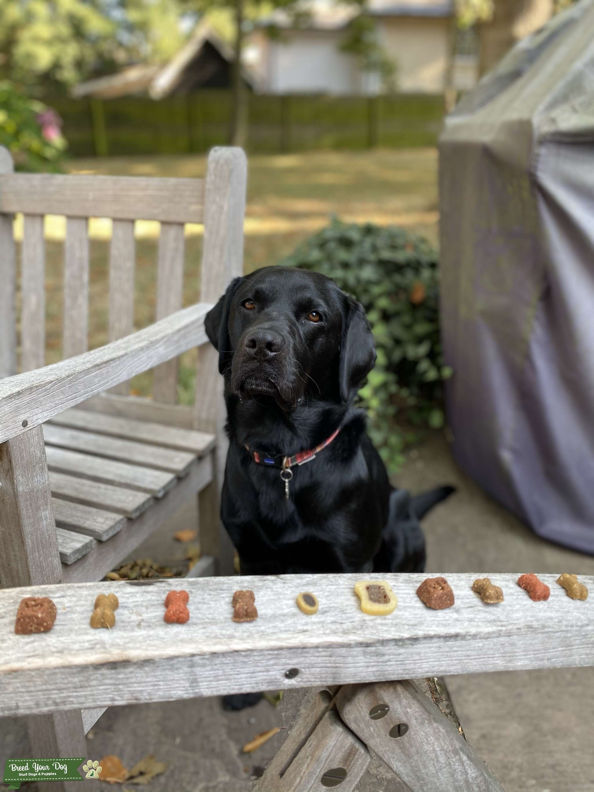 Black KC registered pedigree Labrador with field champion blood line Stud Dog Suffolk Breed