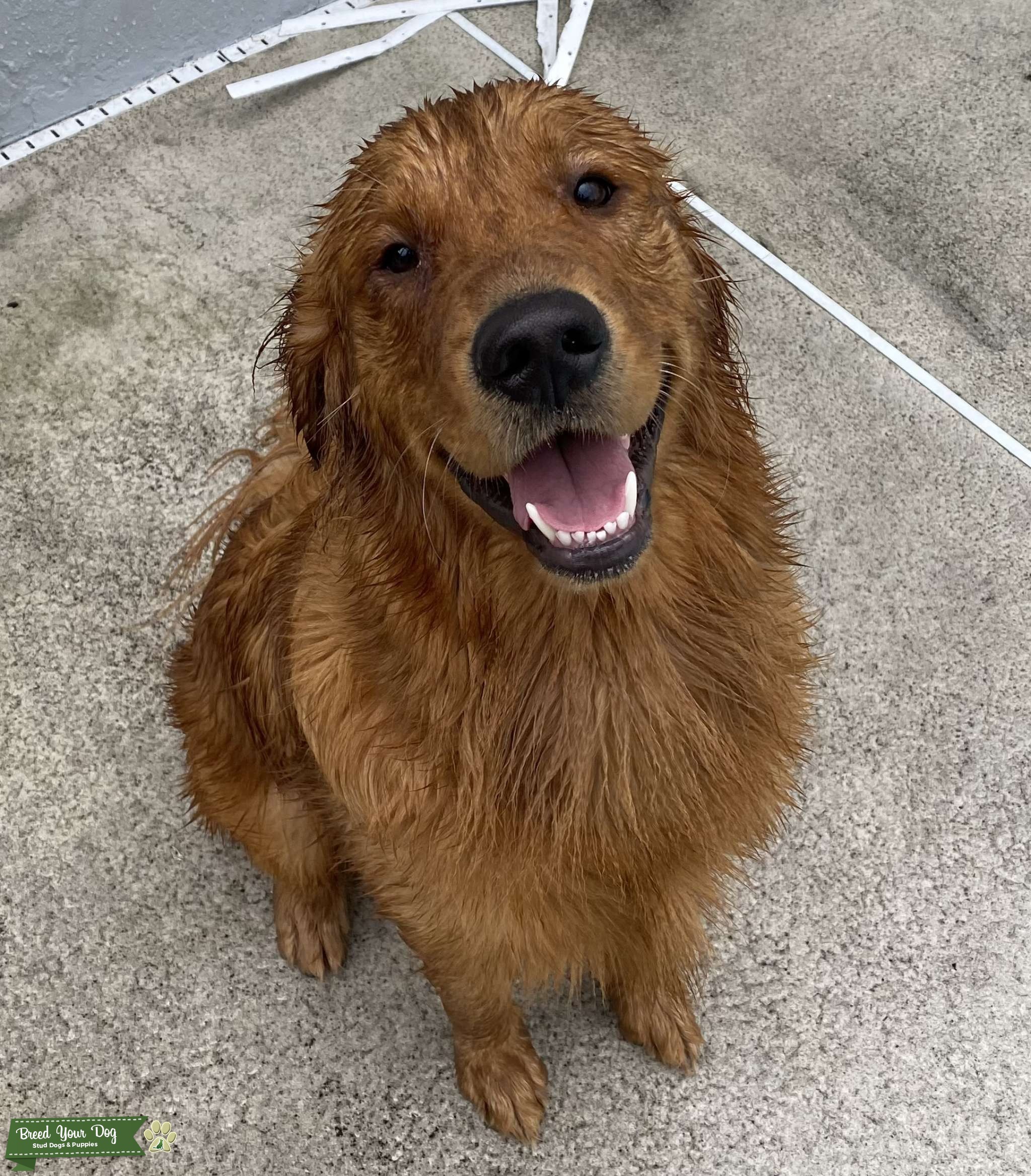 AKC Male Golden Retriever STUD (red) Stud Dog in East coast , the