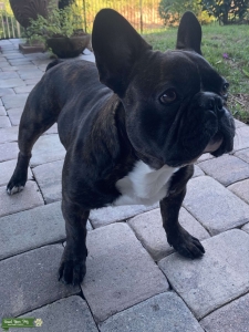 French Bulldog Stud Listing Image