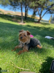 Male Stud Dog ready to breed Listing Image