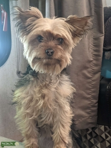 Looking for a prince for my princess. Listing Image