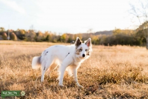 Tri-Merle and White Border Collie Listing Image