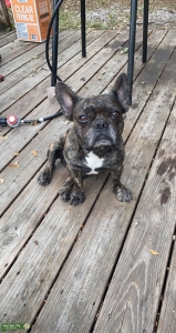Brindle French bulldog for stud Listing Image