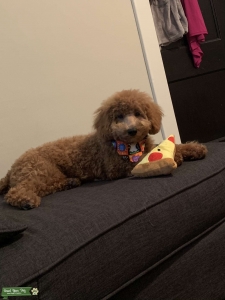 Bichpoo  Listing Image