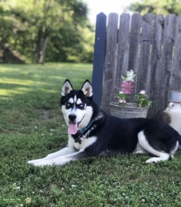 Siberian Husky Listing Image