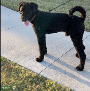 1 year Black Labradoodle   Listing Image