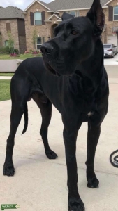 Solid Black Male Great Dane 1/2 Euro 1/2 American 168 Lbs 36