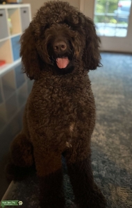 Goldendoodle stud Listing Image