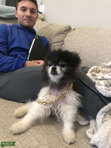 Beautiful Pom champion  papers Listing Image