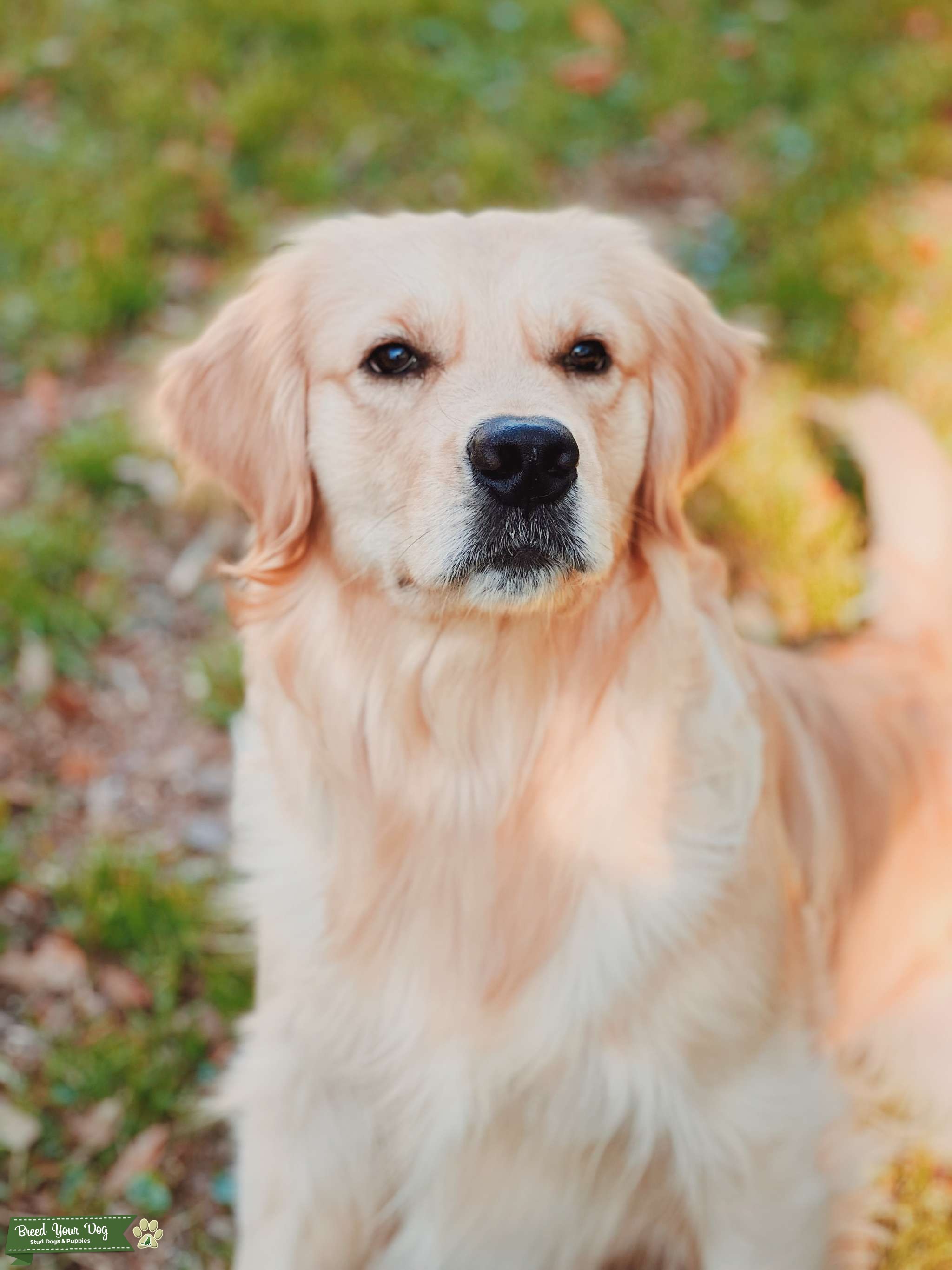 English Cream Golden Retriever Stud Dog in Southern, the United