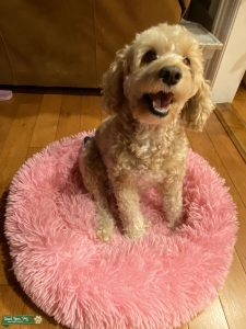 Small cockapoo looking for stud Listing Image
