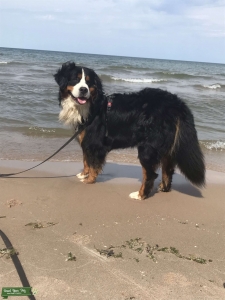Bernese mountain dog Listing Image