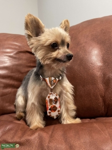 Yorkshire Terrier  Listing Image