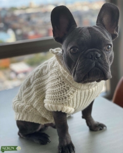 French Bulldog Stud Available  Listing Image
