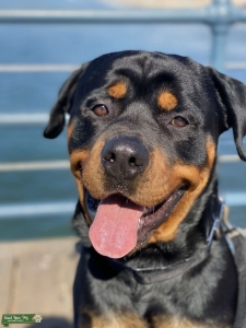 Pure Breed German Rottweiler Stud Listing Image