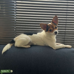 Gorgeous stud chihuahua looking to mate, open to breed  Listing Image