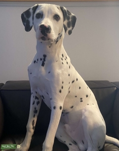 Dalmatian Stud Available Listing Image