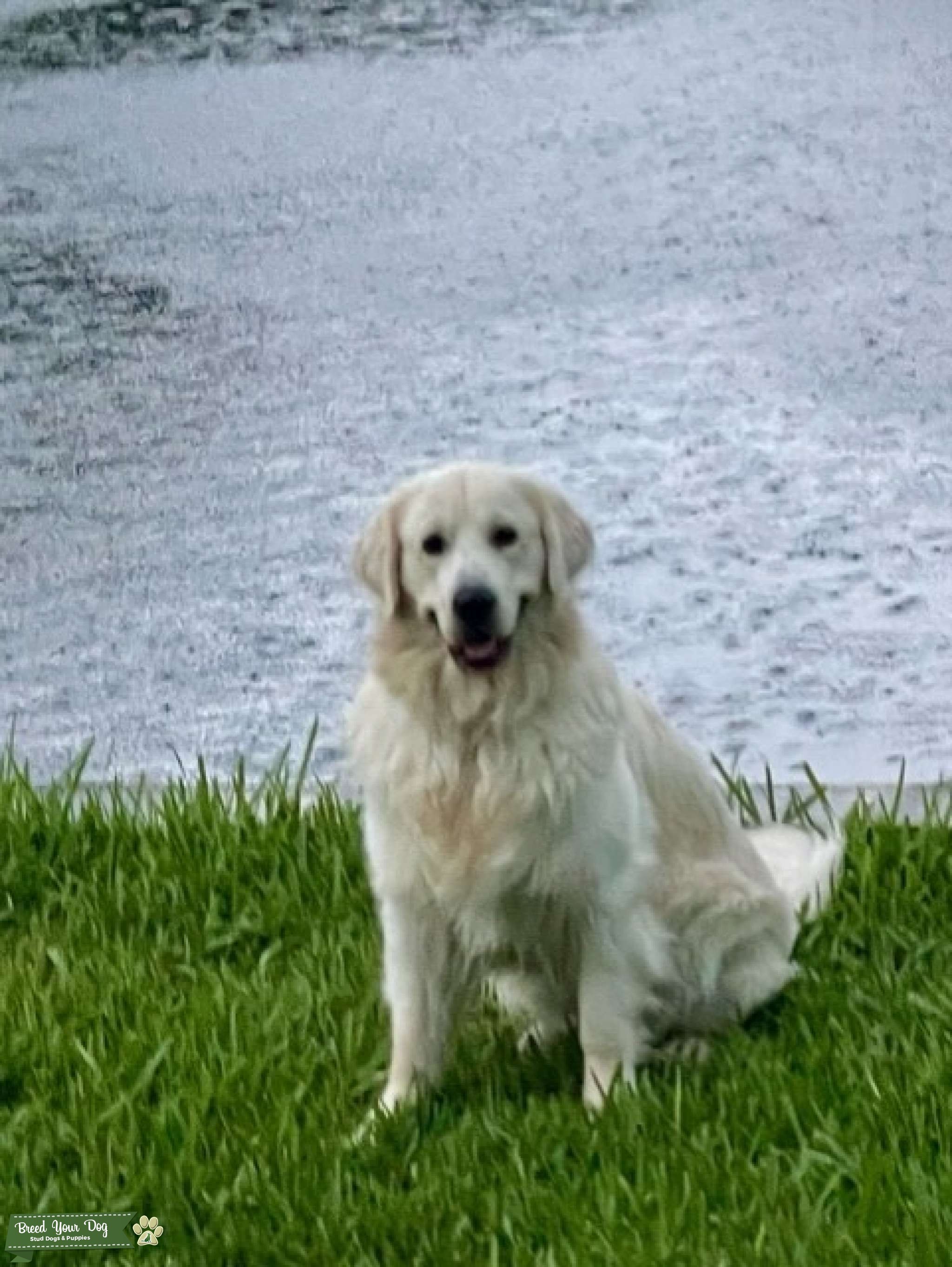 English Cream Retriever Stud Dog in South East, the United States