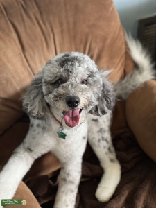 Merle Aussiedoodle looking for a Female Listing Image