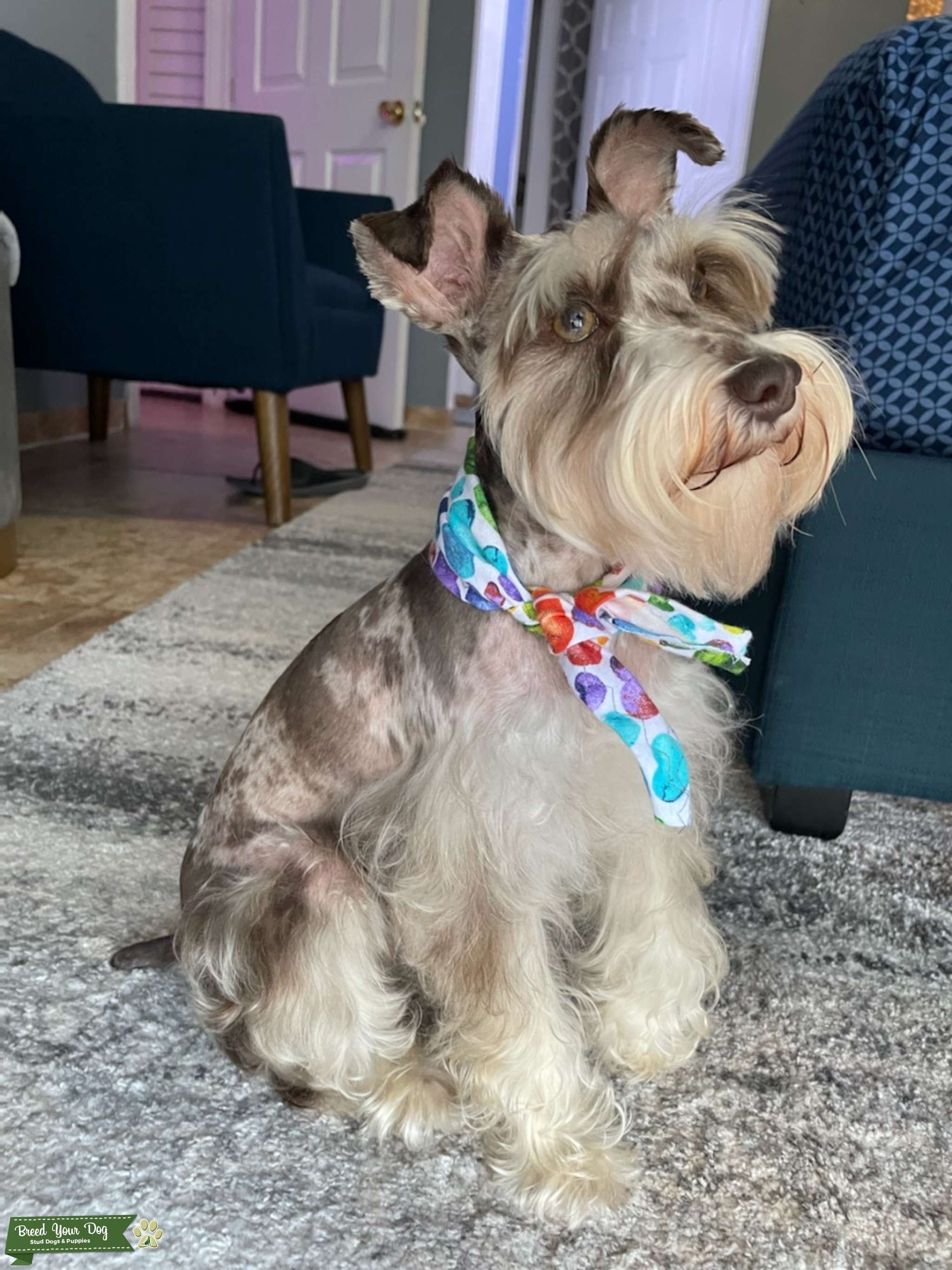 Toy Sized Chocolate Merle Mini Schnauzer Stud Dog Miami FL Breed