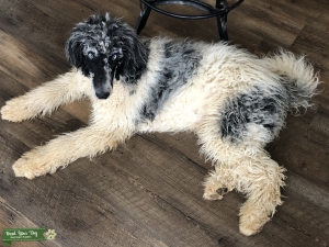 Poodle stud  Listing Image