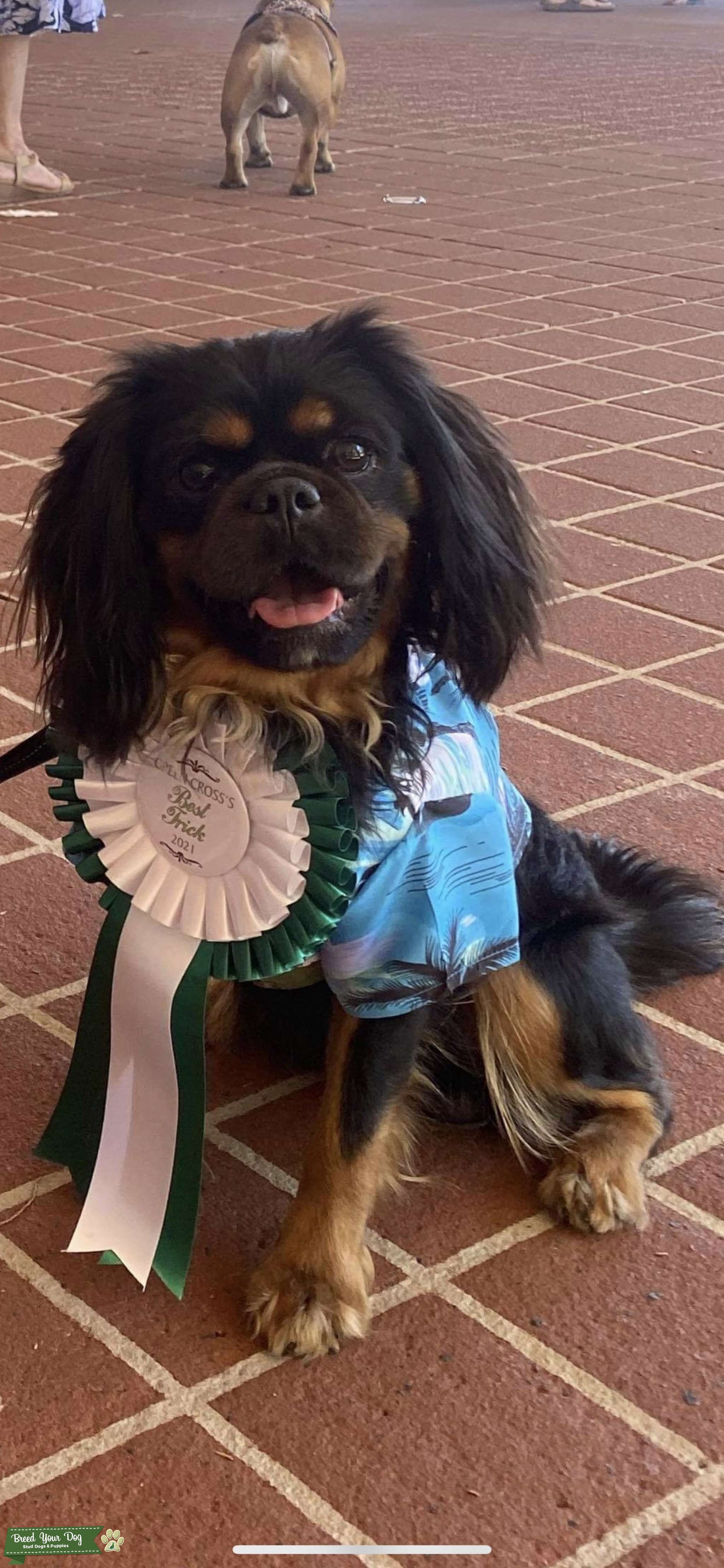 Stunning Cavalier King Charles Stud Dog Gold Coast Breed Your Dog