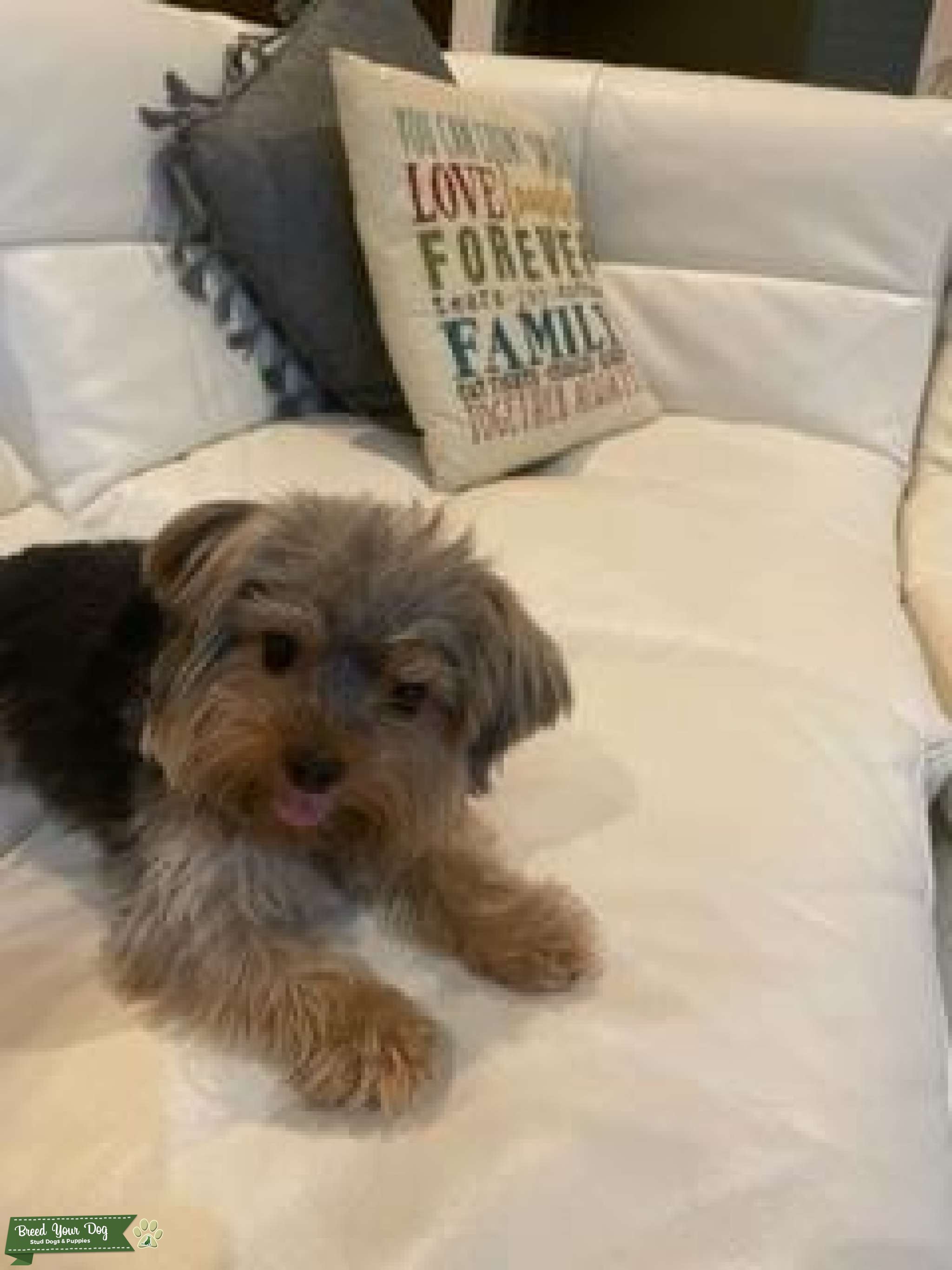 Yorkie. (Teacup) Stud Dog Orlando Breed Your Dog