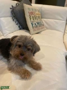 Yorkie. (Teacup) Listing Image
