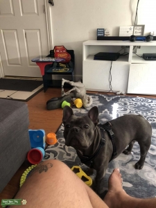 French Bulldog Stud Listing Image