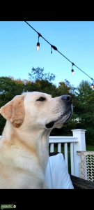 Male English Labrador retriever Listing Image