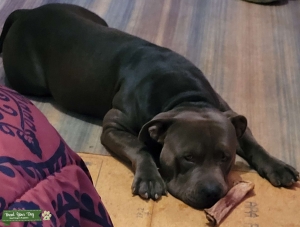 2 year old pitbull  Listing Image