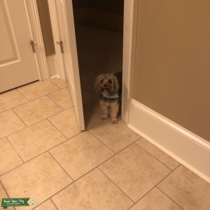 Yorkie Stud looking to mate  Listing Image
