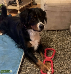 Bernese Mountain Dog Listing Image