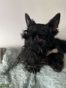 Scottish terrier looking for a stud Listing Image