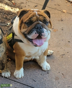 English Bulldog Looking for Female Listing Image